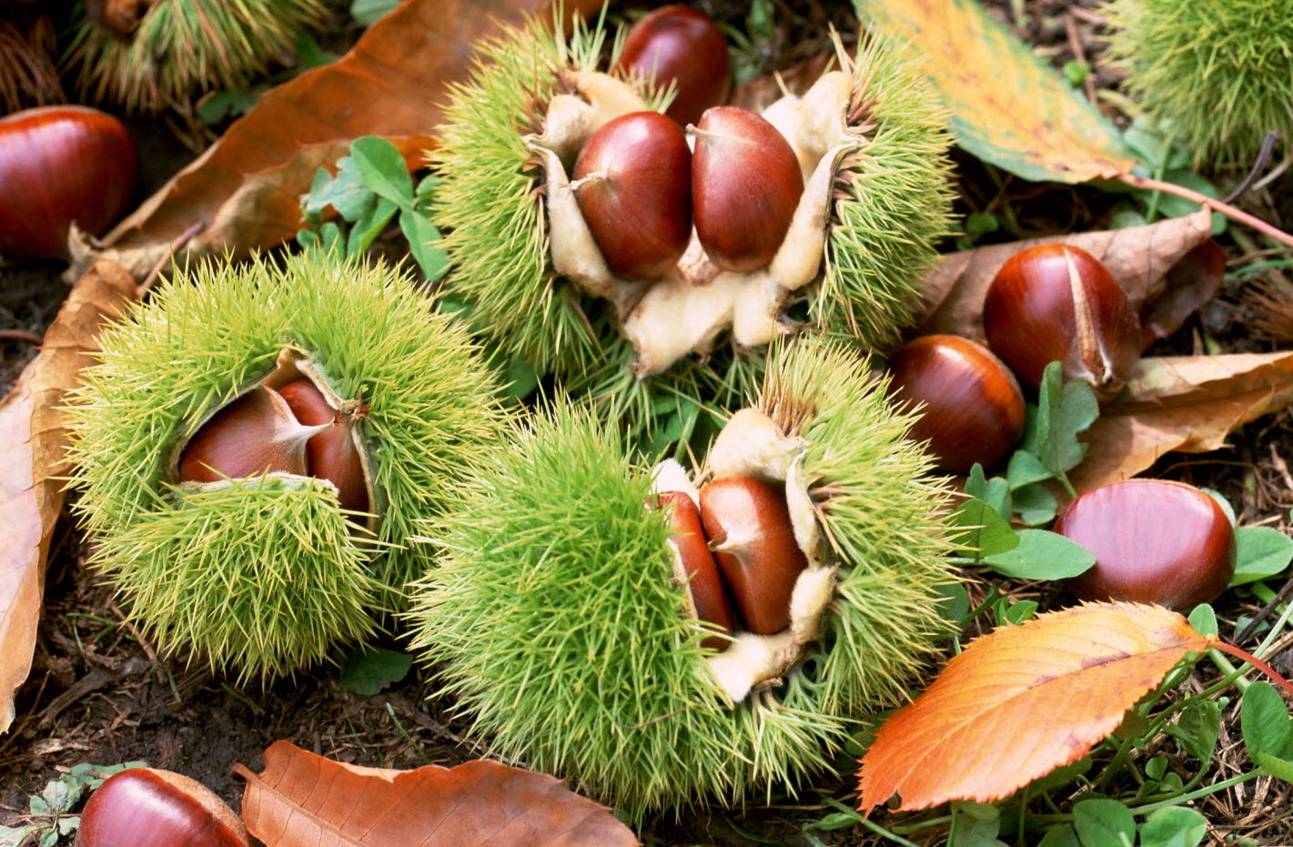 NATURAL CÉVENNES CHESTNUTS 240gr