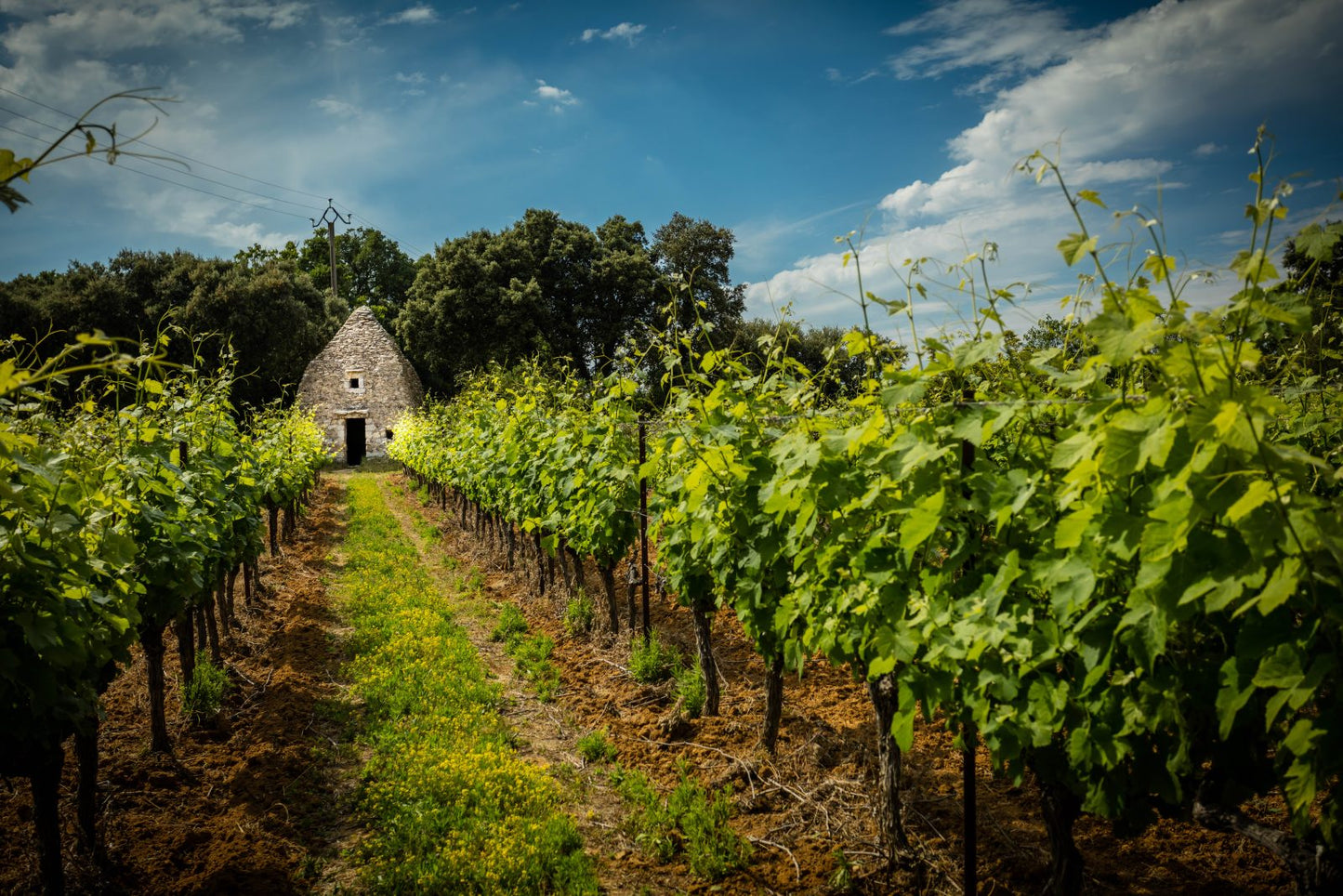 Domaine LES LYS  - LA PETITE SYRAH 2020