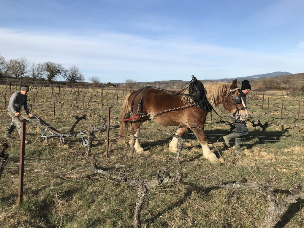 Domaine MAS DERVENN  - OOKPIK 2022