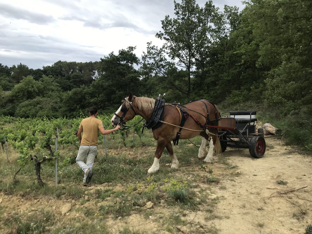 Domaine MAS DERVENN -  LE DEVES 2021