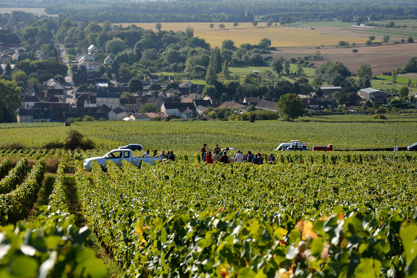 Domaine DELARCHE -  ILE DES VERGELESSES 2021